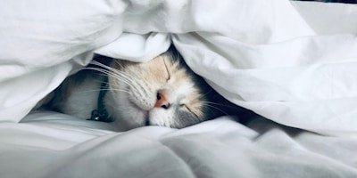Importance of Sleep for Health